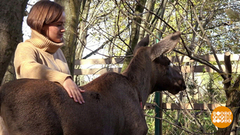 Кострома: Снегурочка, лосята, кислые щи. Доброе утро. Фрагмент выпуска от 15.10.2018