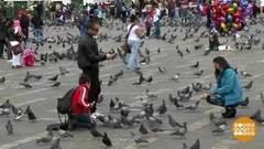 В мире. Война с голубями. Доброе утро. Фрагмент выпуска от 25.10.2018