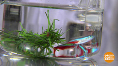 Искусственная елка: при чем тут рыбки? Доброе утро. Фрагмент выпуска от 18.12.2018