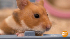 Хомяк бывает кусачим… Доброе утро. Фрагмент выпуска от 05.03.2019