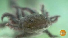 В мире. Ходячие рыбы. Доброе утро. Фрагмент выпуска от 15.05.2019