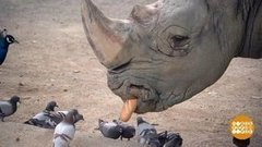 В мире. Перемены в зоопарке. Доброе утро. Фрагмент выпуска от 04.06.2019