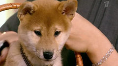 Пусть говорят в Новый год! Пусть говорят. Выпуск от 30.12.2011