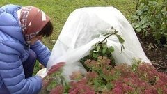 Время утеплять цветы. Доброе утро. Фрагмент выпуска от 13.11.2015