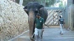 В мире. Помощь слонам. Доброе утро. Фрагмент выпуска от 17.11.2015