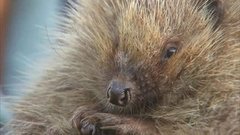 В мире. Исчезают ежи. Доброе утро. Фрагмент выпуска от 20.11.2015