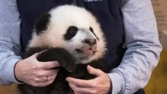 В мире. Растят панденка. Доброе утро. Фрагмент выпуска от 28.12.2015