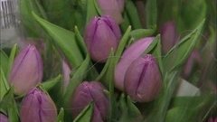 Цветы идут, цветам дорогу! Доброе утро. Фрагмент выпуска от 04.03.2016