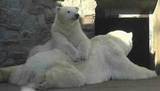 В Ленинградском зоопарке появился новый питомец — годовалая белая медведица Снежинка