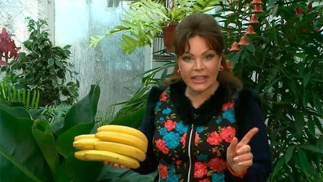 Бананы фазенда откуда. Бананы фазенда откуда. Банановые плантации в эквадоре. Бананы фазенда откуда. San sebastián банан.