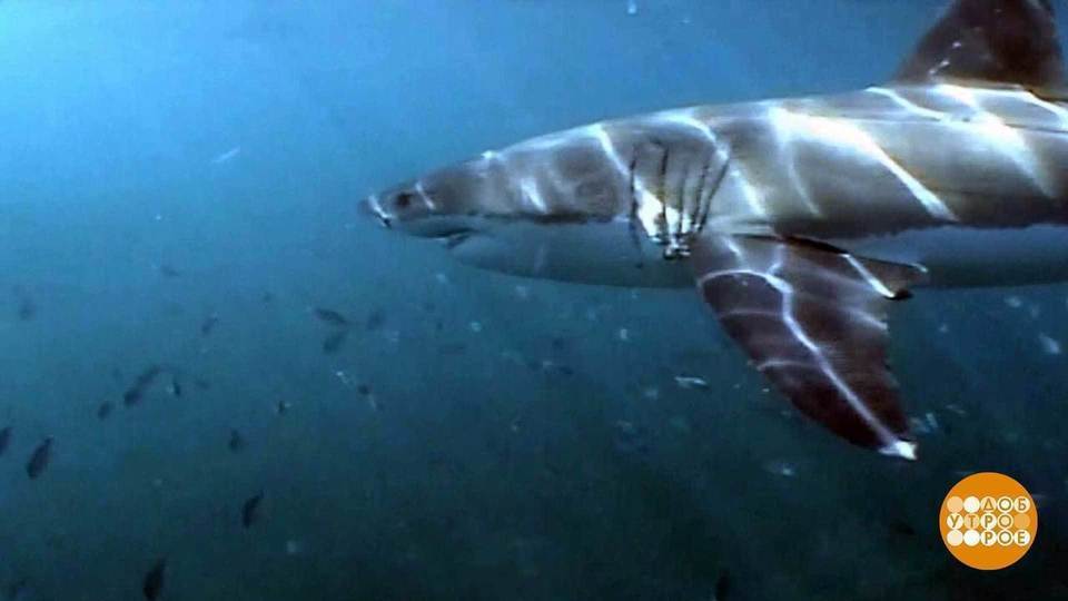 акула фортнайт. хангри шарк 2д. акула похититель. акула похититель. акула похититель.