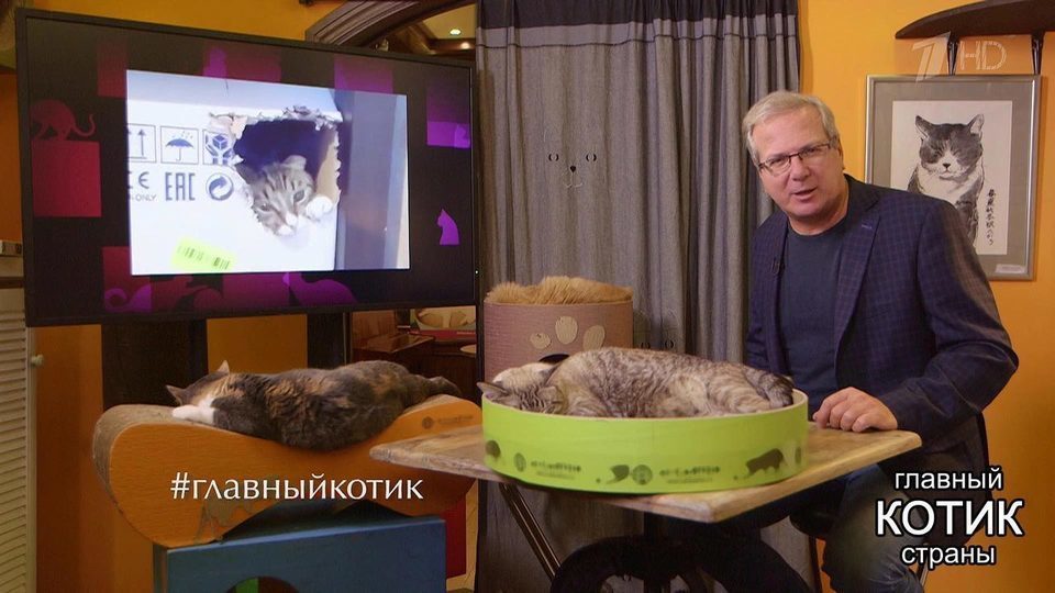 Лучшие коты недели с Алексеем Лысенковым. Главный котик страны. Фрагмент выпуска от 22.10.2017