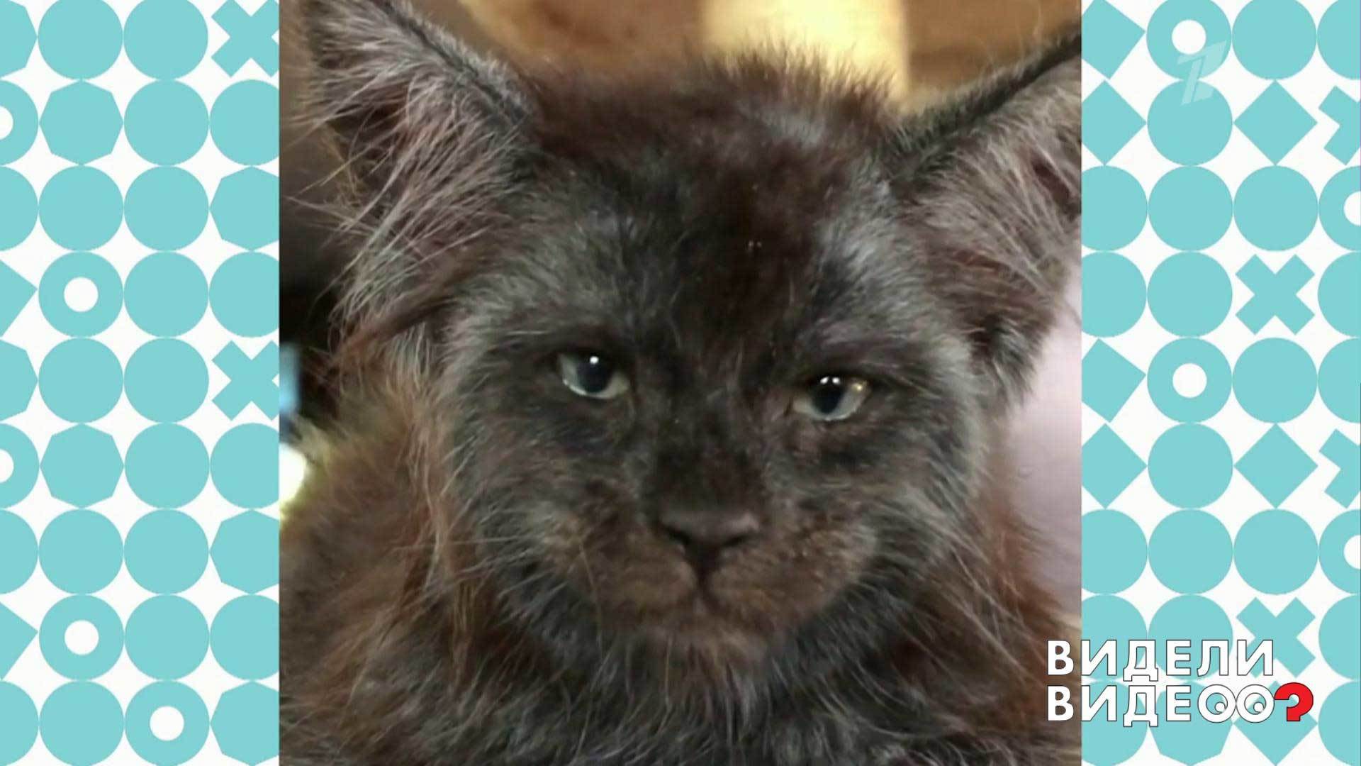 Валькирия кот