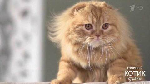 Главный котик страны. Выпуск от 08.10.2017
