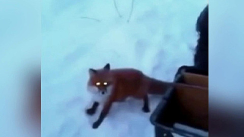 На Алтае за уловом к рыбакам пришла лиса. Хиты интернета