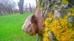 Время собирать улиток. Доброе утро. Фрагмент выпуска от 15.04.2016