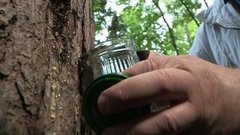 Собираем живицу. Доброе утро. Фрагмент выпуска от 23.05.2016