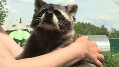 Блогеры: усатые, хвостатые, полосатые. Доброе утро. Фрагмент выпуска от 14.06.2016