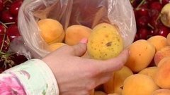 Абрикосы. Доброе утро. Фрагмент выпуска от 24.06.2016