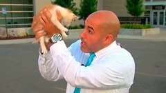 Главным героем прямого эфира одного из американских телеканалов стал бездомный котенок. Хиты интернета