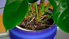 Опасности вашего дома. Плесень. Жить здорово! Фрагмент выпуска от 29.06.2016