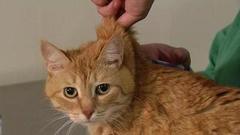 Бешенство-2016. Доброе утро. Фрагмент выпуска от 01.08.2016