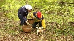 Правила выживания для грибников. Доброе утро. Фрагмент выпуска от 23.09.2016 