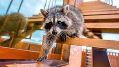 Енот Гума и терьер Маша: вот это жизнь! Доброе утро. Фрагмент выпуска от 23.11.2016