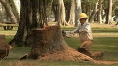 В мире. Гибель деревьев. Доброе утро. Фрагмент выпуска от 30.07.2015