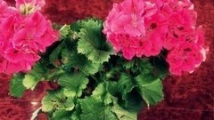 Герань от радикулита. Доброе утро. Фрагмент выпуска от 16.07.2015