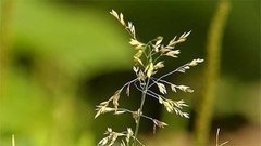 Аллергия. Вторая волна. Доброе утро. Фрагмент выпуска от 14.07.2015