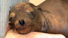 В мире. Центр спасения. Доброе утро. Фрагмент выпуска от 10.06.2015