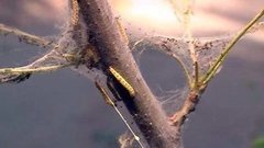 Вот они, вредители. Доброе утро. Фрагмент выпуска от 10.06.2015