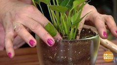 Грунт для комнатных растений. Доброе утро. Фрагмент выпуска от 20.03.2017