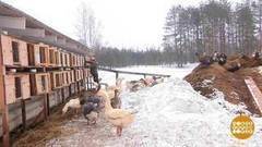 В деревню… по путевке. Доброе утро. Фрагмент выпуска от 24.03.2017