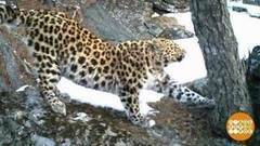 Леопард, леопард, улыбнитесь! Вас снимают! Доброе утро. Фрагмент выпуска от 31.03.2017