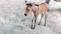 В мире. Международный день биологического разнообразия. Доброе утро. Фрагмент выпуска от 22.05.2015