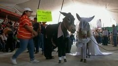 В мире. Ослиный фестиваль. Доброе утро. Фрагмент выпуска от 20.05.2015