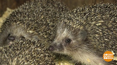 Свободу ежикам! Доброе утро. Фрагмент выпуска от 29.06.2017