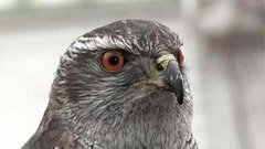 Хочу все знать. Кремлевские ястребы. Доброе утро. Фрагмент выпуска от 14.04.2015