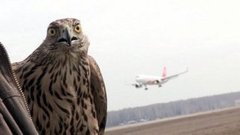 Хочу все знать. Малая пернатая «авиация». Доброе утро. Фрагмент выпуска от 01.04.2015