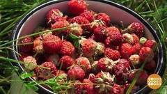 Земляничные поляны навсегда. Доброе утро. Фрагмент выпуска от 28.07.2017