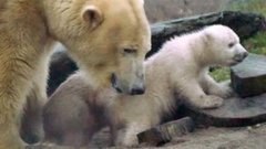 В мире. Белые медвежата. Доброе утро. Фрагмент выпуска от 30.03.2015