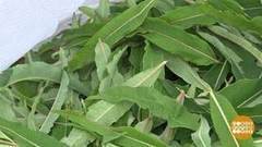 Пока цветет иван-чай. Доброе утро. Фрагмент выпуска от 02.08.2017