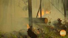 Леса горят! Доброе утро. Фрагмент выпуска от 08.08.2017