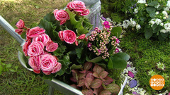 «Сады и люди» на ВДНХ. Доброе утро. Фрагмент выпуска от 14.08.2017