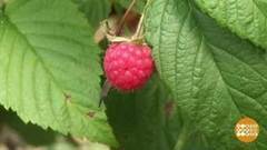 Жизнь-малина. Доброе утро. Фрагмент выпуска от 16.08.2017