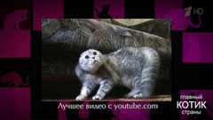 Звезды интернета: самые смешные видеоролики с участием кошек. Главный котик страны. Фрагмент выпуска от 03.09.2017