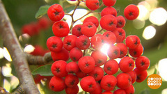 Рябиновые дни. Доброе утро. Фрагмент выпуска от 22.09.2017