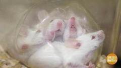 В ожидании гриппа. Доброе утро. Фрагмент выпуска от 03.10.2017